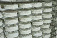 Fabrication du fromage - Développement du mycélium dans une cave d'affinage
